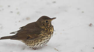 Song Thrush