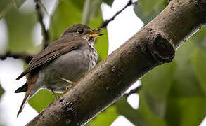 Hermit Thrush