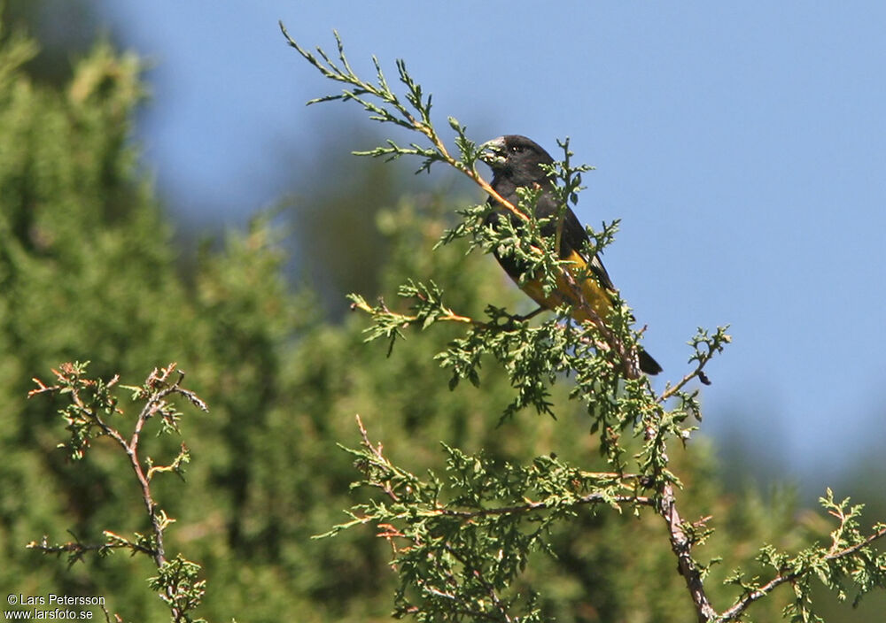 White-winged Grosbeak