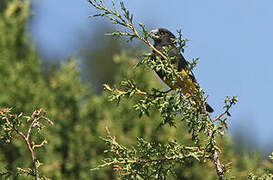 White-winged Grosbeak