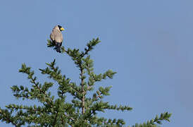 Japanese Grosbeak