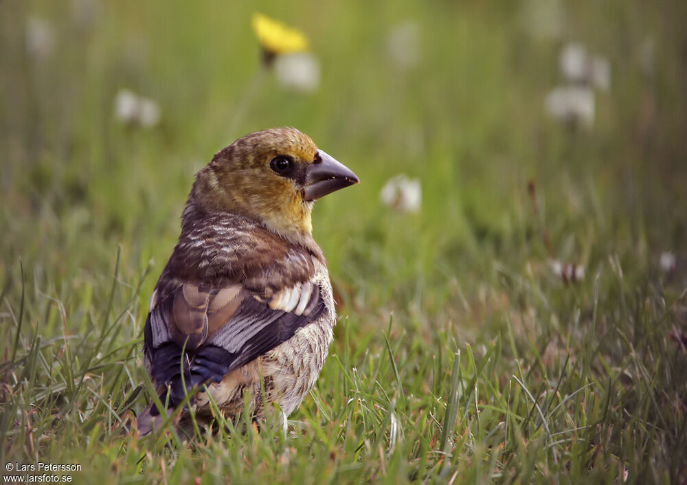 Hawfinch