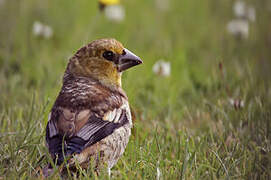 Hawfinch