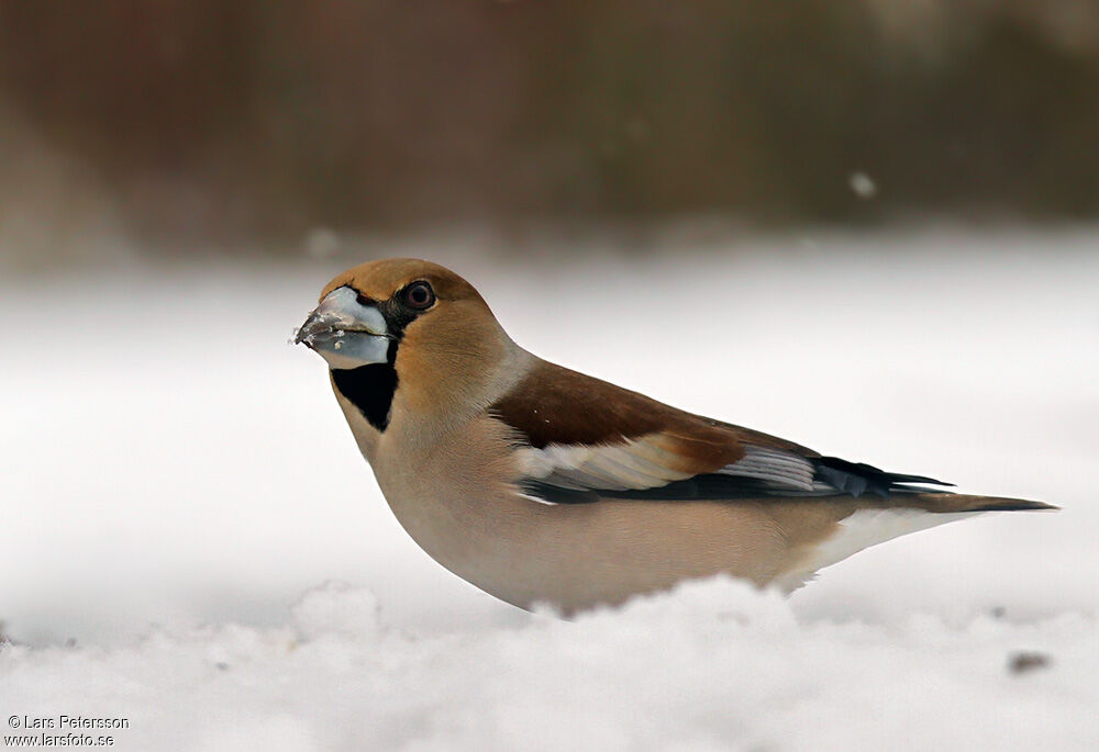 Hawfinch