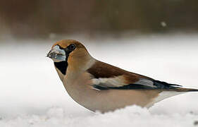 Hawfinch