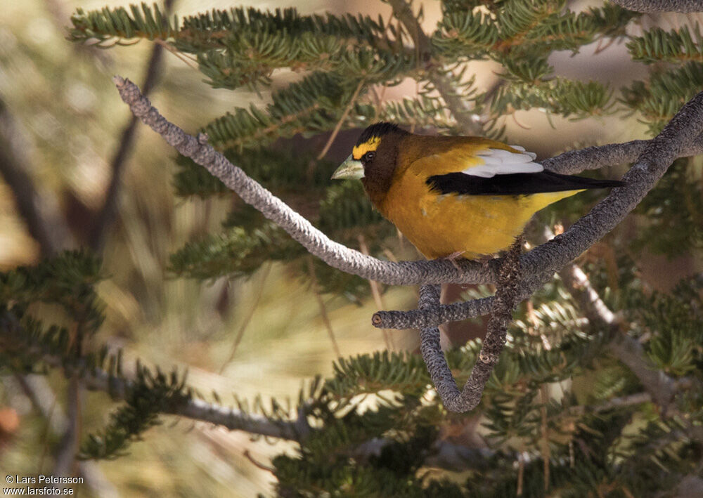 Evening Grosbeak