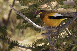 Evening Grosbeak