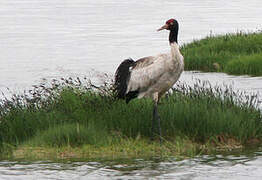 Black-necked Crane