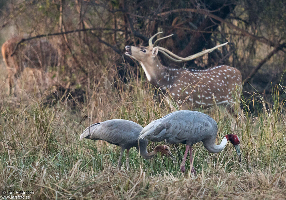 Sarus Crane