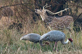 Sarus Crane