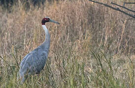 Sarus Crane