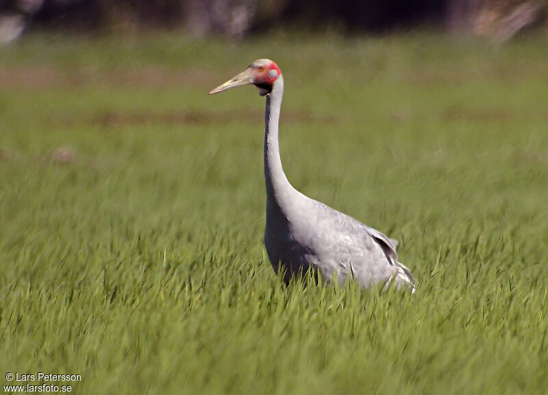 Brolga