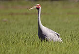 Grue brolga