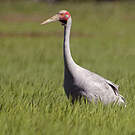 Grue brolga