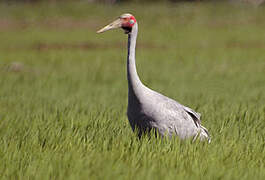 Brolga