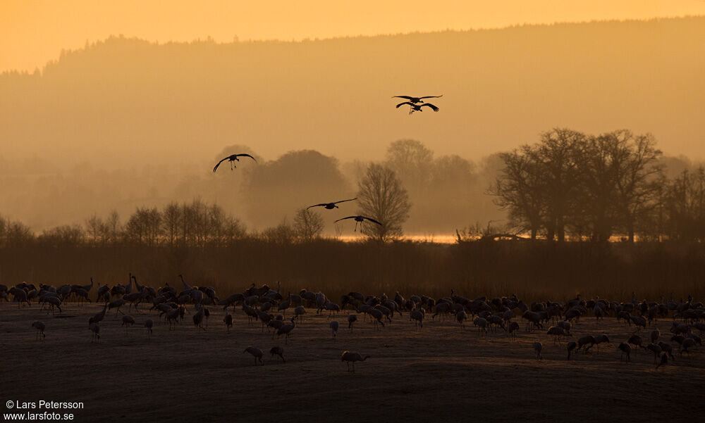 Common Crane