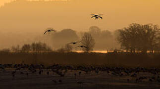 Common Crane