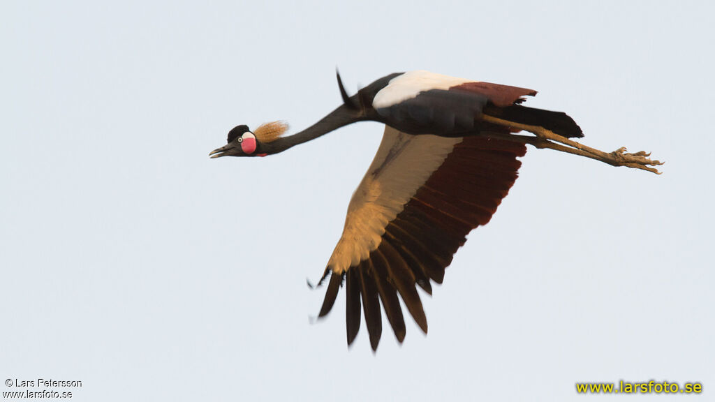 Black Crowned Crane