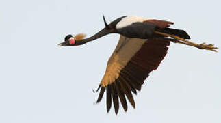 Black Crowned Crane