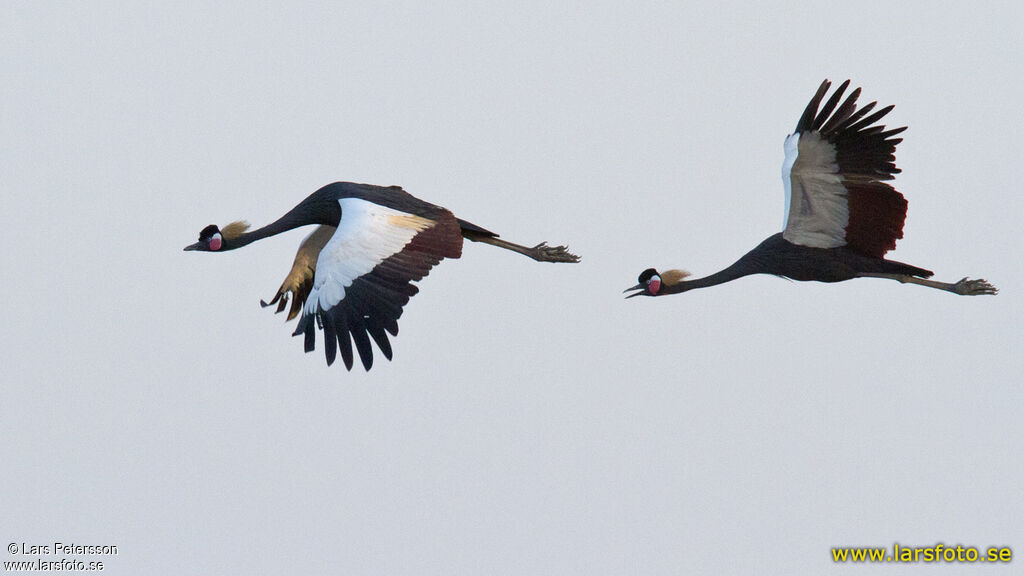 Black Crowned Crane