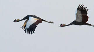 Black Crowned Crane