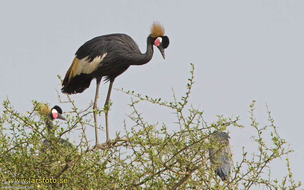 Black Crowned Craneadult, Behaviour