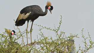 Black Crowned Crane