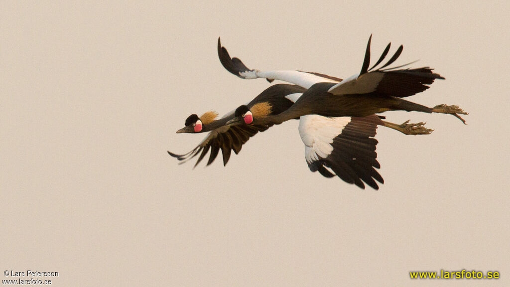 Black Crowned Crane