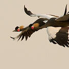 Grue couronnée