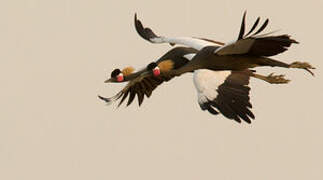 Black Crowned Crane