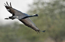 Demoiselle Crane