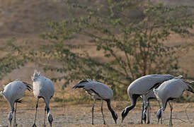 Demoiselle Crane