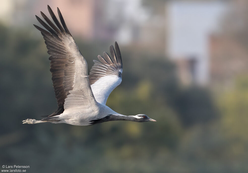 Demoiselle Crane