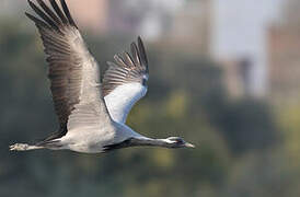 Demoiselle Crane