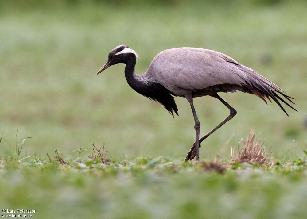 Demoiselle Crane