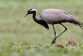 Demoiselle Crane