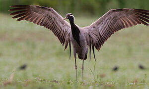 Demoiselle Crane