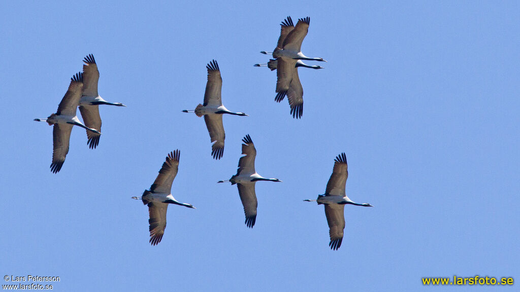 Demoiselle Crane