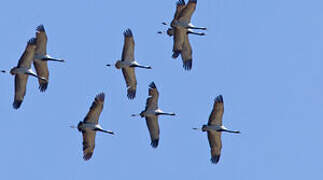 Demoiselle Crane