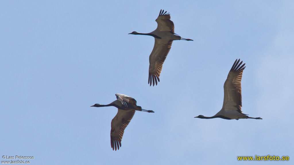 Demoiselle Crane