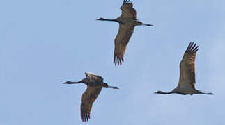 Demoiselle Crane