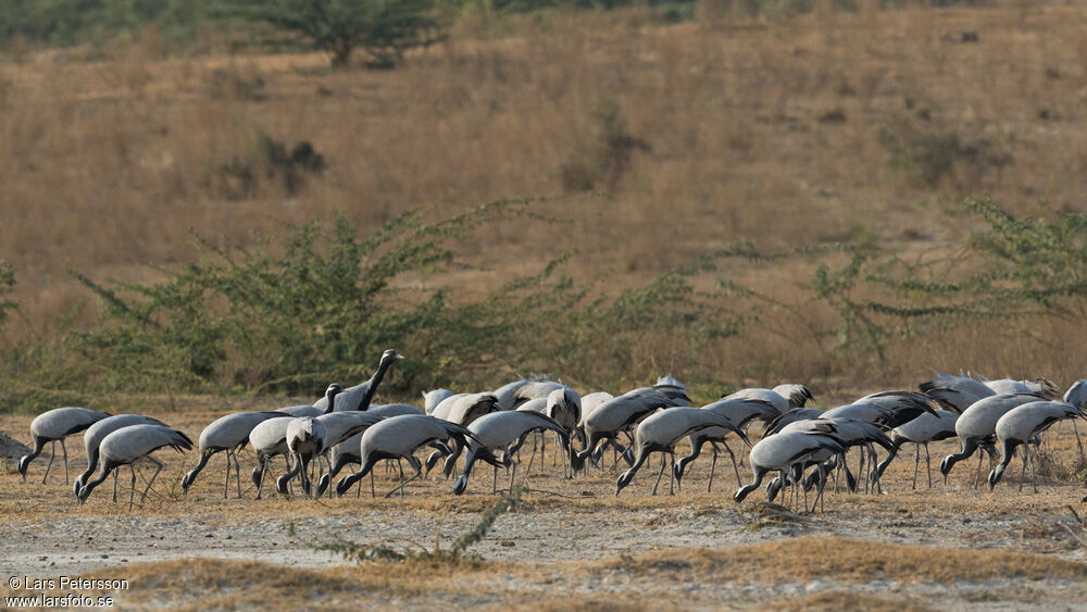 Demoiselle Crane