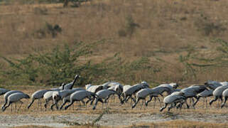 Demoiselle Crane