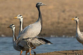 Demoiselle Crane