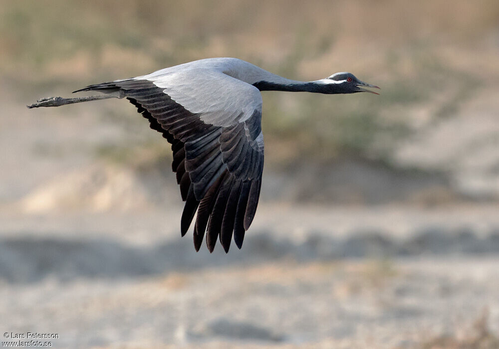 Demoiselle Crane