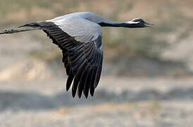 Demoiselle Crane