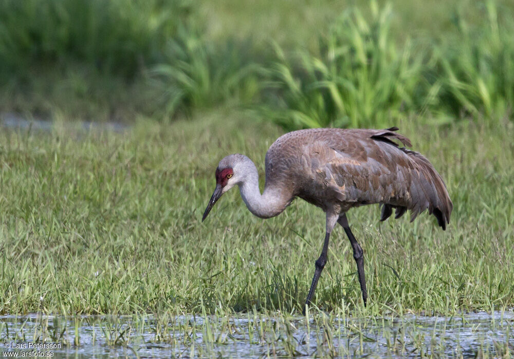 Sandhill Crane