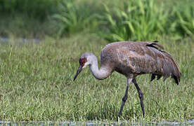 Sandhill Crane