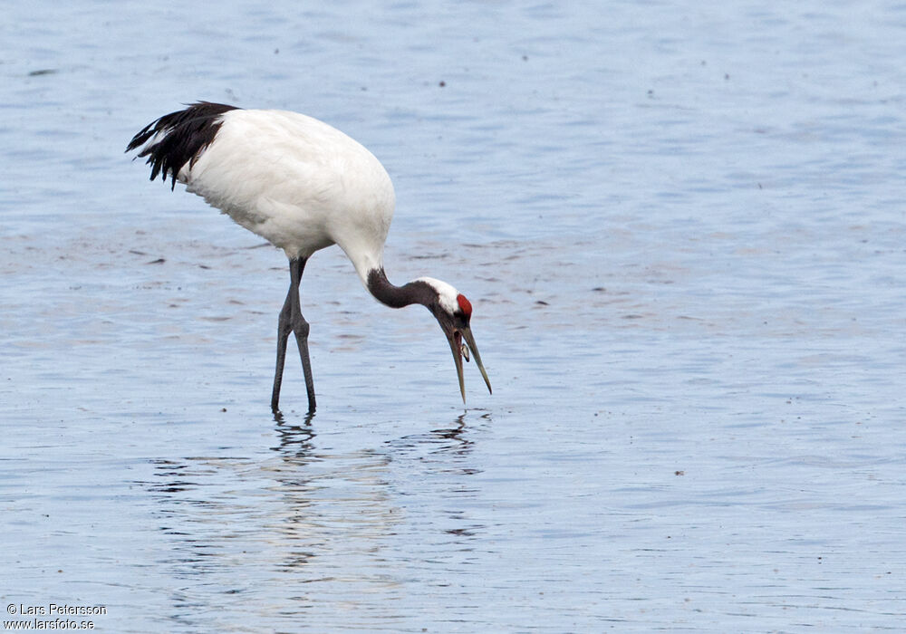 Red-crowned Crane