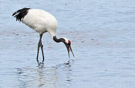 Red-crowned Crane